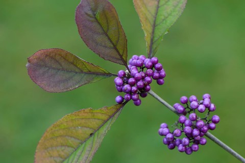 Fair fruit (Callicarpa bodinieri), Emsland, Lower Saxony, Germany, Europe