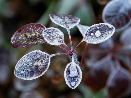 Eurasian Smoke Tree (Cotinus coggygria), or Wig Bush, frost crystals and frozen raindrops on the