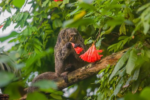 A female white-faced saki (Pithecia pithecia) sits in a Rose of Venezuela (Brownea grandiceps)