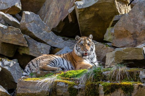 One young female Siberian Tiger, Panthera tigris altaica, resting on rocks in a birch tree forest.