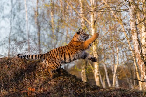 One young female Siberian Tiger, Panthera tigris altaica, running thru a birch tree forest. Hunting