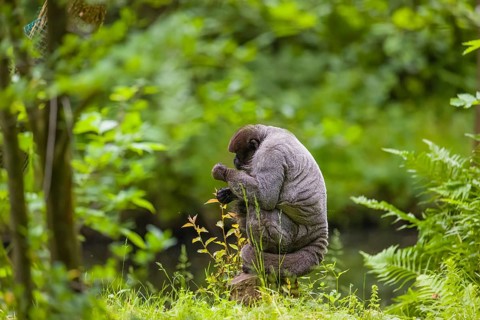A common woolly monkey, brown woolly monkey, or Humboldt's woolly monkey (Lagothrix lagothricha)