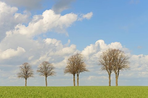 Row of trees, bare lime trees (Tilia) on a green grain field, blue cloudy sky, North