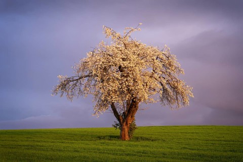 A white blossoming fruit tree in a meadow in spring. Sunshine, clouds, golden hour. Rhine-Neckar
