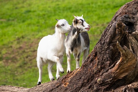 Two domestic goats, white and piebald, climbing on a tree trunk. Grazing. Germany