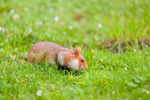 A European hamster (Cricetus cricetus), Eurasian hamster, black-bellied hamster or common hamster,