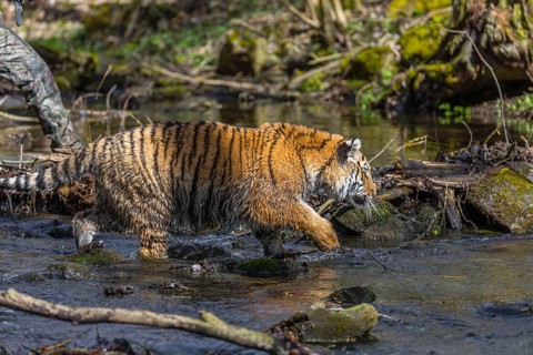 One young female Siberian Tiger, Panthera tigris altaica, walking thru a creek in a forest. Early
