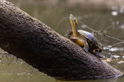Central American tortoise (Trachemys venusta), tortoises (Testudinata), Sierpe, Puentarenas, Costa