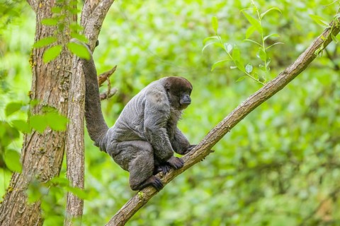 A common woolly monkey, brown woolly monkey, or Humboldt's woolly monkey (Lagothrix lagothricha)