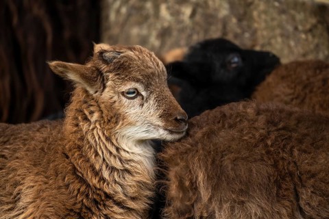 Brown lamb, portrait. Ram, base of horns. Ouessant sheep mix. Grazing. Germany