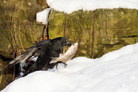 A crow (Corvus corone corone) carrying a fish in the snow against a rocky backdrop, Hesse, Germany,