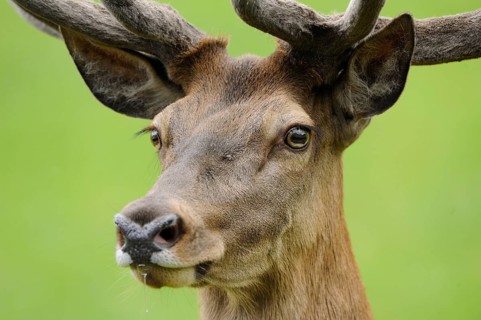 Close-up of a stag's head with magnificent antlers against a green background, red deer (Cervus