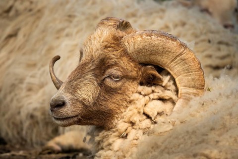 Sheep ram with horns, portrait, Ouessant sheep (Breton dwarf sheep), grazing. Germany