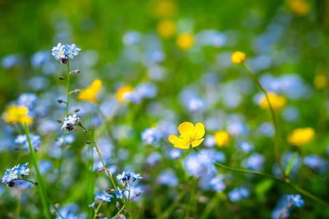 Yellow buttercups (Ranunculus acris) and wild blue-flowering forget-me-nots (Myosotis) in a meadow.