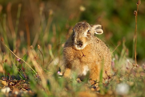 European brown hare (Lepus europaeus) juvenile baby leveret animal feeding in grassland in summer,