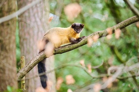 Yellow-throated marten (Martes flavigula) on a branch, Germany, Europe