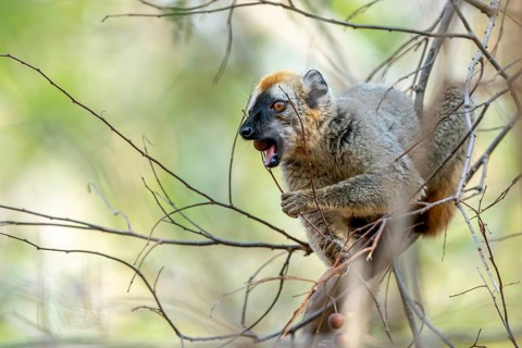 Red-fronted lemur (Eulemur rufifrons), eating a fruit, sitting in a tree, Bemanonga, Menabe,