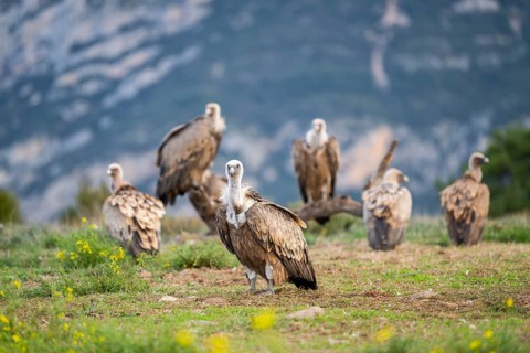 Gathering of griffon vultures (Gyps fulvus) at a flowering meadow in autumn, Pyrenees, Catalonia,