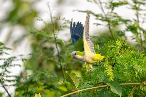 Monk parakeet (Myiopsitta monachus), flying out of a bush, North Pantanal, Barão de Melgaço,
