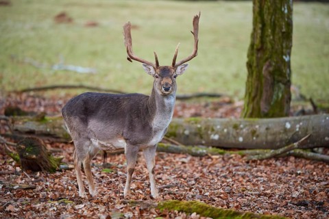 Fallow deer (Dama dama), stag with large antlers standing vigil in autumn forest, Germany, Europe