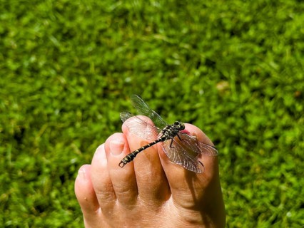 Onychogomphus forcipatus (Onychogomphus forcipatus) sitting on foot toe, Lake Neubeur, Bavaria,