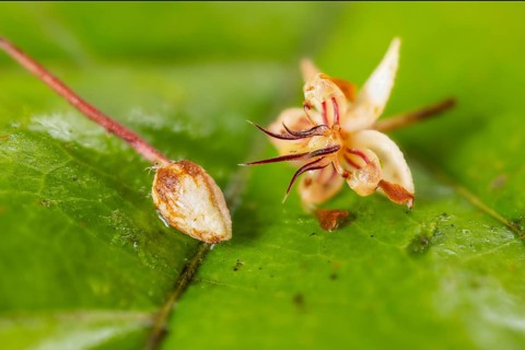 Cocoa blossom, cocoa (Theobroma cacao), Costa Rica, Central America