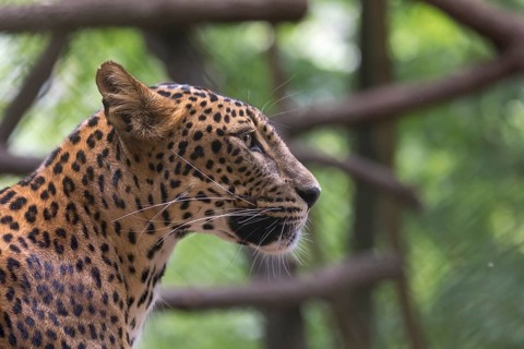 One Sri Lanka Leopard, Panthera pardus kotiya, sideview portrait