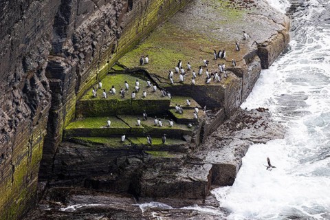 Guillemot (Uria aalge), small colony on a rocky outcrop surrounded by sea spray, Orkney Islands,
