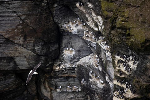 Great black-backed gull (Larus marinus) flying in front of a rock face with guillemots (Uria aalge)