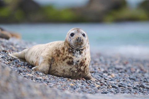 Grey seal (Halichoerus grypus) on the beach on the edge of the water with the sea in the