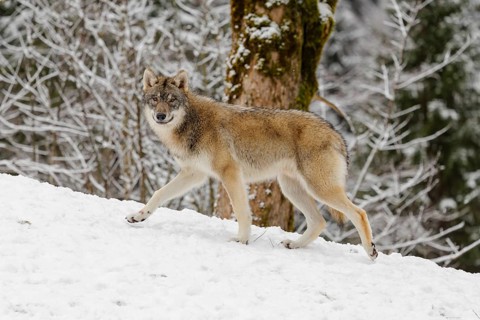 A young grey wolf (Canis lupus lupus) runs across the sloping, snow-covered meadow at the edge of a