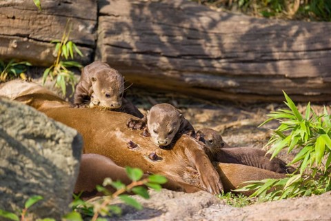 A female giant otter or giant river otter (Pteronura brasiliensis) nurses her young and plays with