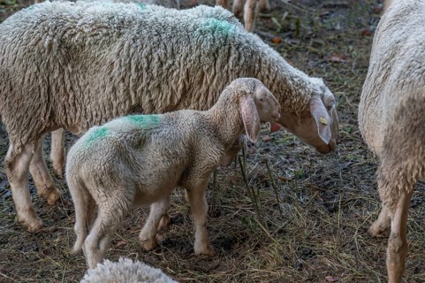 Merinoland sheep, mother with lamb on the pasture, Thuisbrunn, Upper Franconia, Bavaria, Germany,