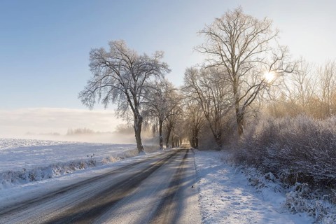 Snow-covered road, wintry avenue with fog and sun near Neukloster, Mecklenburg-Vorpommern, Germany,