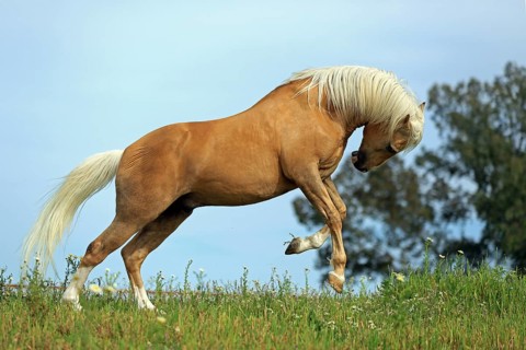 Andalusian, running, dun, horse