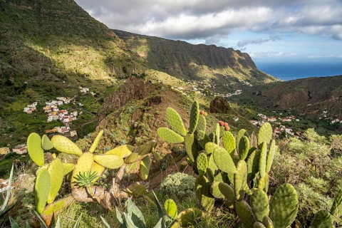 Cactus in the valley of Hermigua, La Gomera, Canary Islands, Spain, Europe