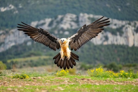 Bearded Vulture (Gypaetus barbatus) adult bird in flight with mountains in the backround, Pyrenees,