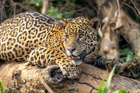 Jaguar (Panthera onca), lying on a fallen tree trunk, North Pantanal, Barão de Melgaço, Joselândia,