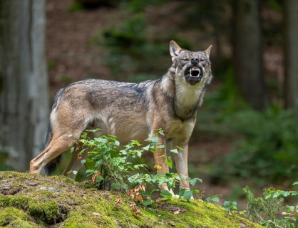 Wolf (Canis lupus) standing on a moss-covered rock and baring its teeth, captive, Bavarian Forest