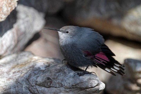 Wallcreeper (Tichodroma muraria), standing on rocks, captive, Alpenzoo Innsbruck, Tyrol, Austria,