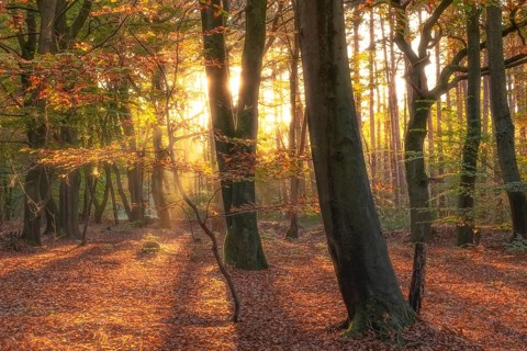 View of an autumnal beech forest at sunset, Neustadt am Rübenberge, Hanover region, Lower Saxony,