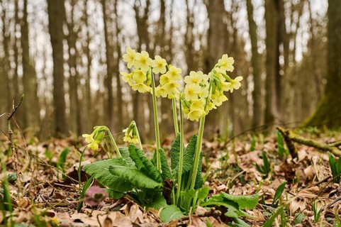 True oxlip (Primula elatior) growing in a forest in spring, Bavaria, Germany, Europe