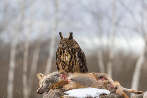 One Eurasian Eagle Owl, Bubo bubo, perched on a carcass of a red fox lying on a rock. A forest in