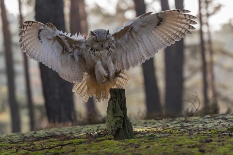 One Siberian Eagle Owl (Bubo bubo sibiricus) landing on a tree stump in a forest