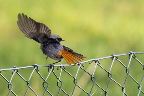 A redstart (Phoenicurus ochruros), male, hopping with spread wings on a wire mesh fence, Hesse,