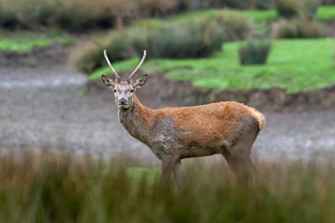Red deer (Cervus elaphus) brocket, young second year stag with simple, unbranched antlers in