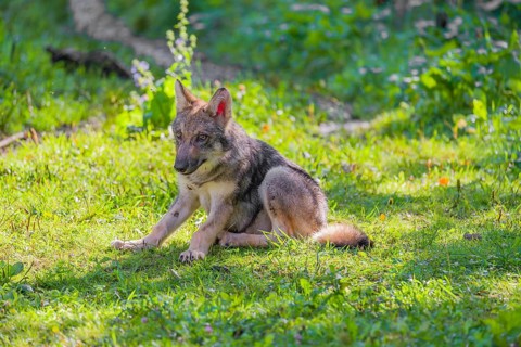 A small-sized gray wolf pup (Canis lupus lupus) sits on a green meadow and scratches himself with