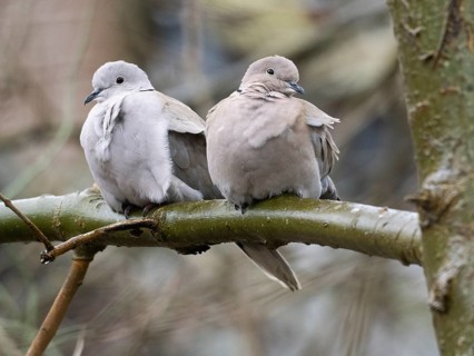 Collared Doves (Streptopelia decaocto), pair sitting on tree branch, island of Texel, Holland