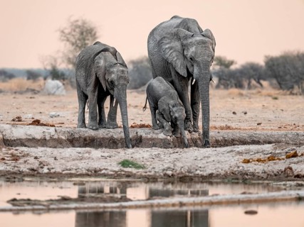 African elephant (Loxodonta africana), mother with young, drinking at a waterhole, at sunset, Nxai