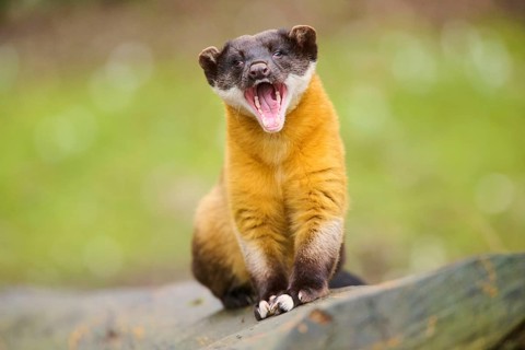 Yellow-throated marten (Martes flavigula) on an old tree trunk, Germany, Europe